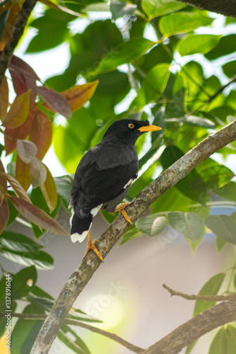blackbird on tree
