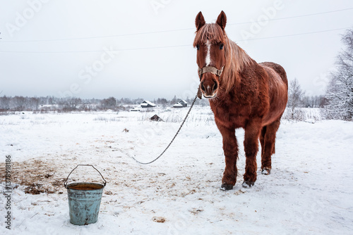 Winter in the village, a horse stands against the background of snow and a field, a red horse, an animal, nature.