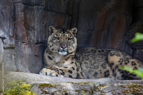 snow leopard lying in the shade