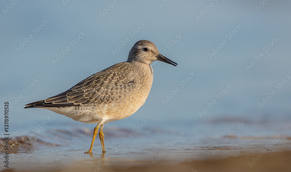 Red Knot - on the autumn migration way at a seashore Red Knot - on the autumn migration way at a seashore