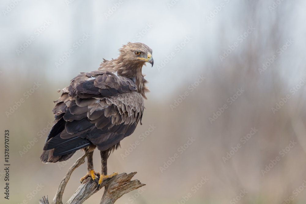 Fototapeta premium Lesser spotted eagle - male bird in spring