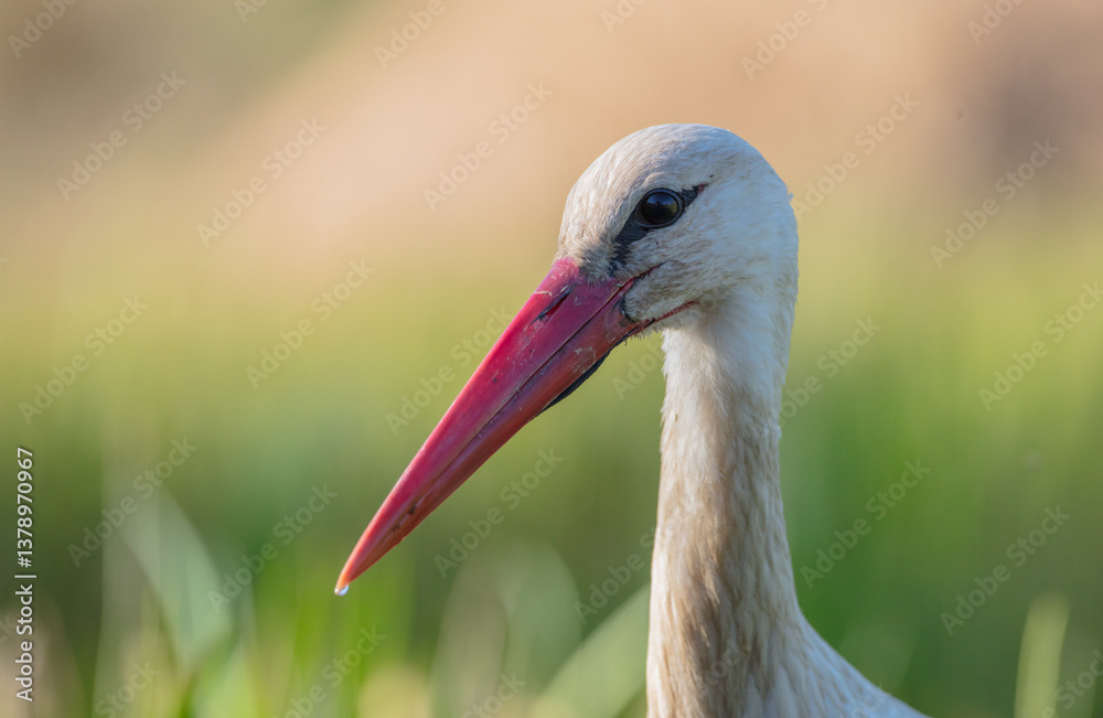 Fototapeta premium The white stork - at a wet fields in spring