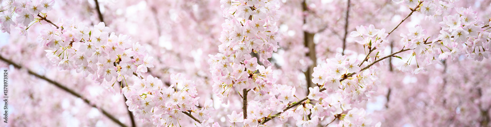 Welcome symbol of spring, pale pink flowers blooming on an ornamental cherry tree, fresh pastel pink nature background
Welcome symbol of spring, pale pink flowers blooming on an ornamental cherry tree, fresh pastel pink nature background