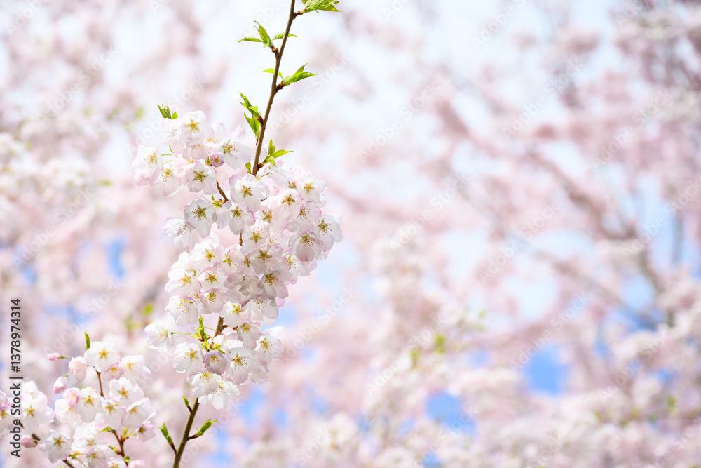 Welcome symbol of spring, pale pink flowers blooming on an ornamental cherry tree, fresh pastel pink nature background
Welcome symbol of spring, pale pink flowers blooming on an ornamental cherry tree, fresh pastel pink nature background