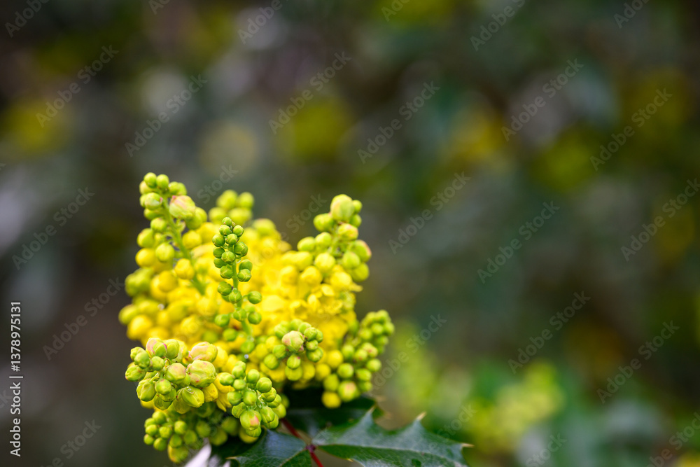 Cheerful bright yellow flowers of Oregon Grape bush blooming in spring, as a nature background
Cheerful bright yellow flowers of Oregon Grape bush blooming in spring, as a nature background