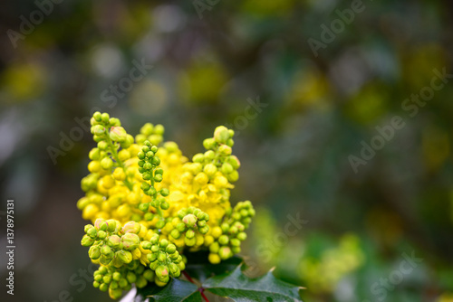 Cheerful bright yellow flowers of Oregon Grape bush blooming in spring, as a nature background
