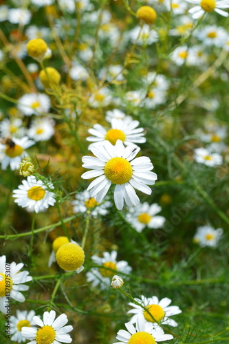 Fototapeta Naklejka Na Ścianę i Meble -  chammomile flower
