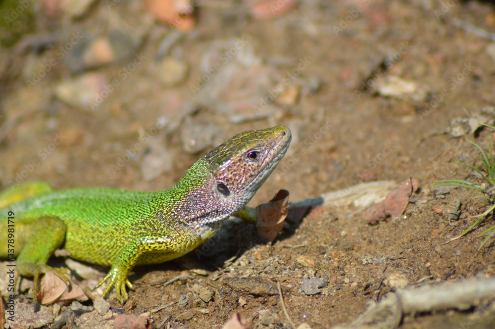 lizard on a rock lizard on a rock