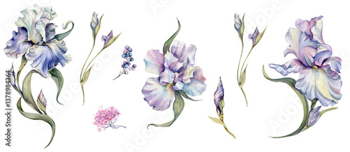 Iris flowers are the elements to decorate your design