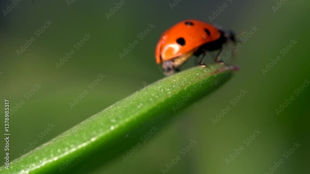 Small red ladybug exploring green grass and flowers surrounded by morning dew Small red ladybug exploring green grass and flowers surrounded by morning dew