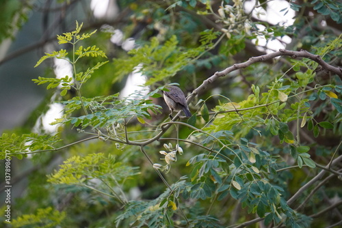 Chestnut-vented Conebill perched on a branch of the moringa tree photo