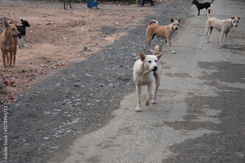 Aggressive street dogs team are came out to take the position of the road 