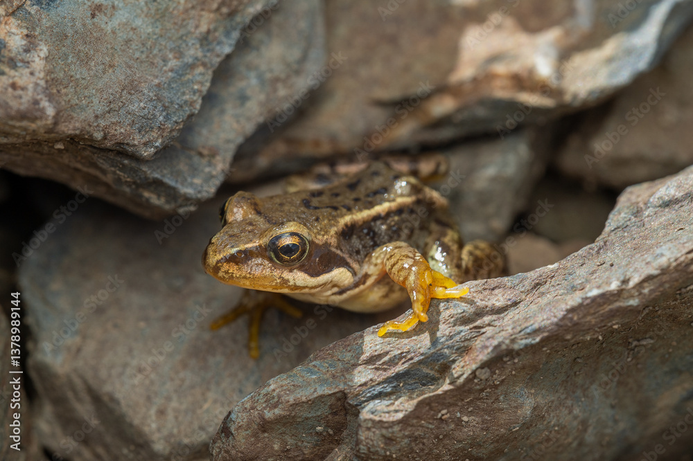 Fototapeta premium Rana temporaria in Pyrenees, Spain