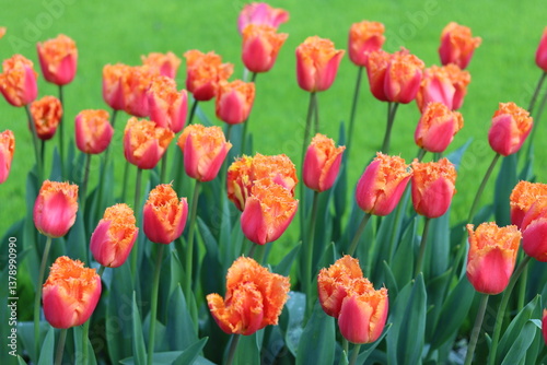Red and orange fringed tulips in a spring garden