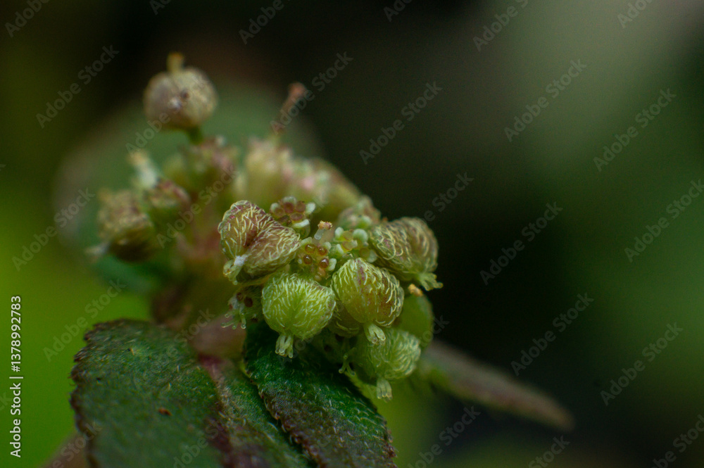 Fototapeta premium macro of leaf
