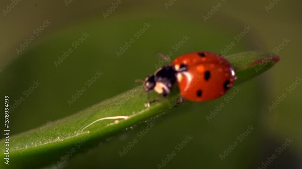 Small red ladybug exploring fresh green grass adorned with dew drops during a serene morning