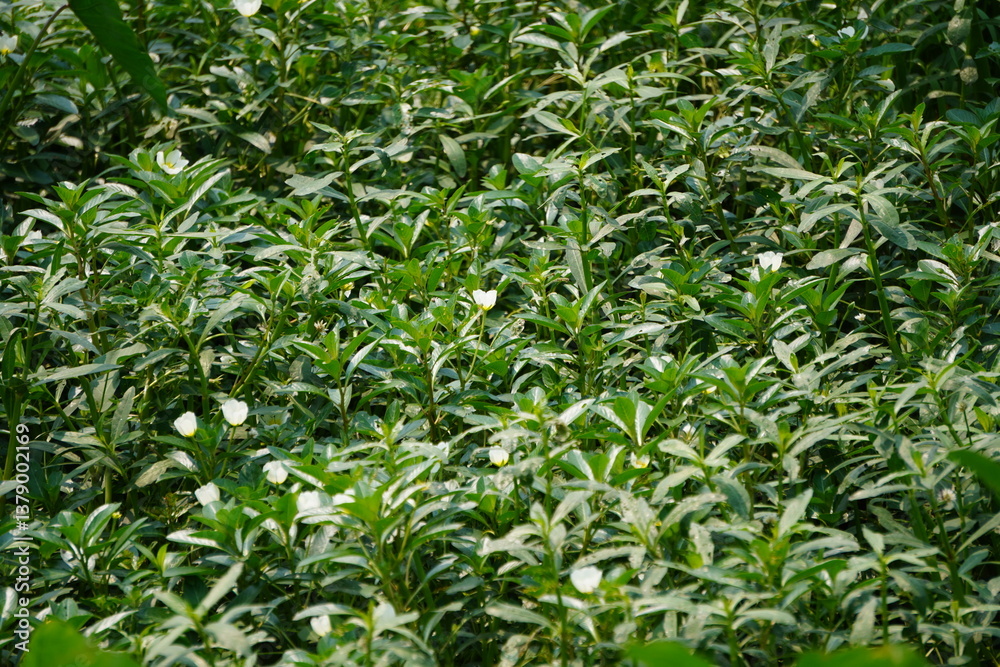 A dense patch Tabernaemontana divaricata, commonly known as pinwheel flower, crepe jasmine, or East Indian rosebay A dense patch Tabernaemontana divaricata, commonly known as pinwheel flower, crepe jasmine, or East Indian rosebay
