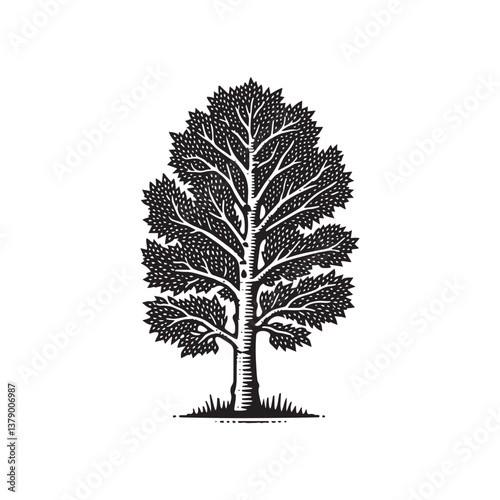 Aspen Tree Mature Tree Vector Icon – Vintage Logo & Rustic Illustration