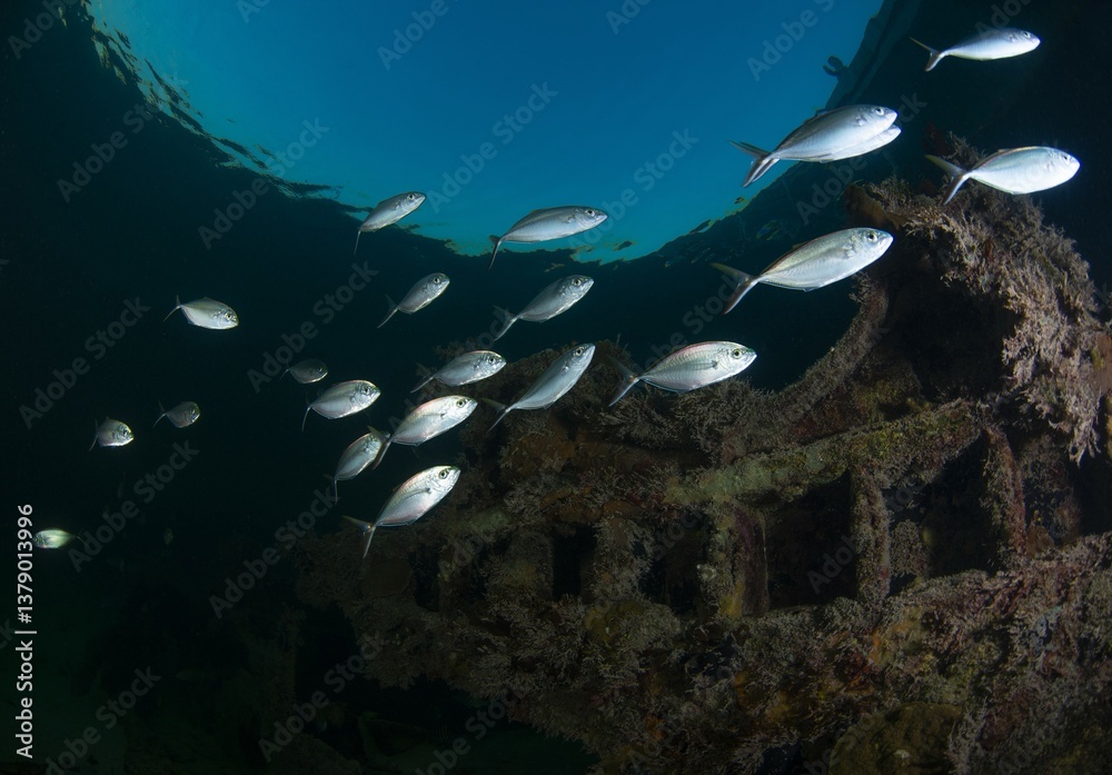 Fototapeta premium Bar jacks in a wreck
