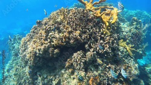coral reef and diver