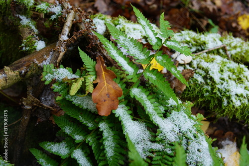 Farnkraut und Schnee im Winter