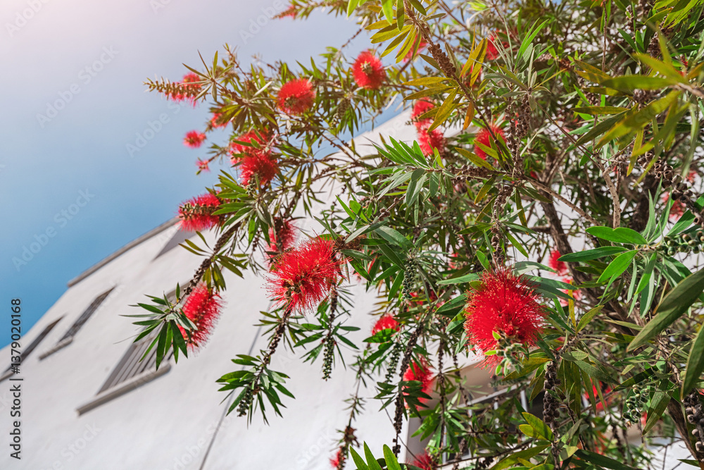 vibrant red bottlebrush flower, adding a lively splash of color against a backdrop of a bright blue sky on a sunny day