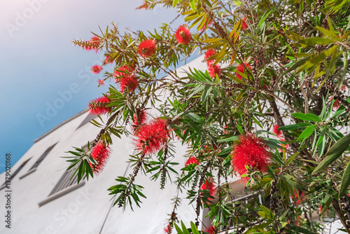 Obraz na płótnie vibrant red bottlebrush flower, adding a lively splash of color against a backdrop of a bright blue sky on a sunny day w salonie