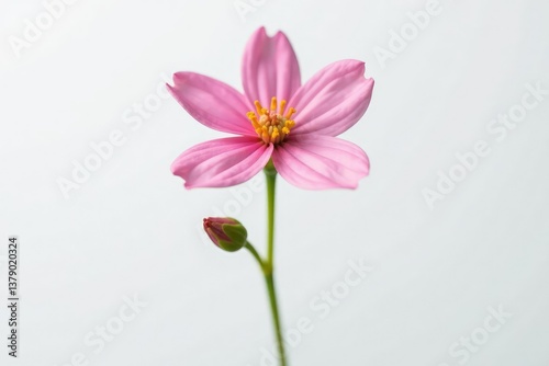 Single small flower isolated on a white background, petals, plant life, delicate