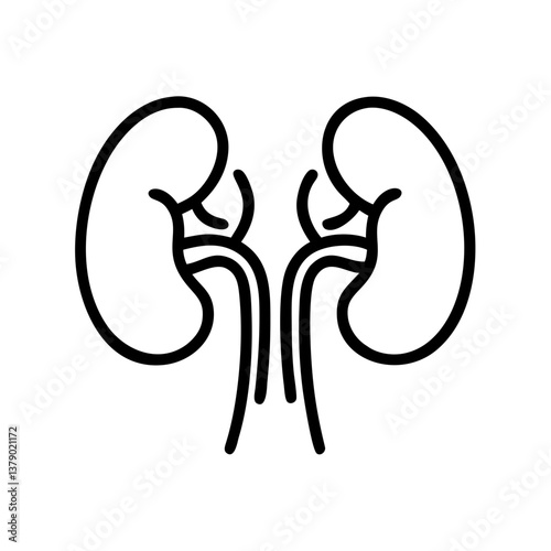 Kidney anatomy illustration in minimalist style with black lines  