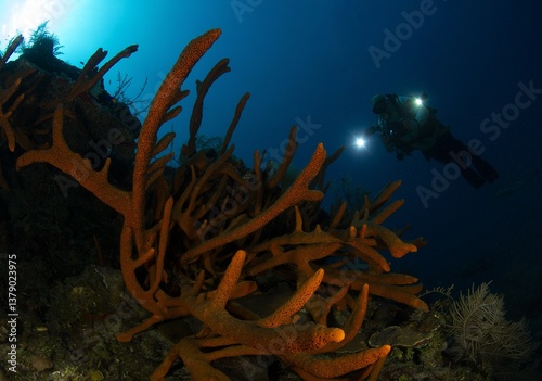 Fototapeta Naklejka Na Ścianę i Meble -  Sponge-covered reef and a diver in the water column