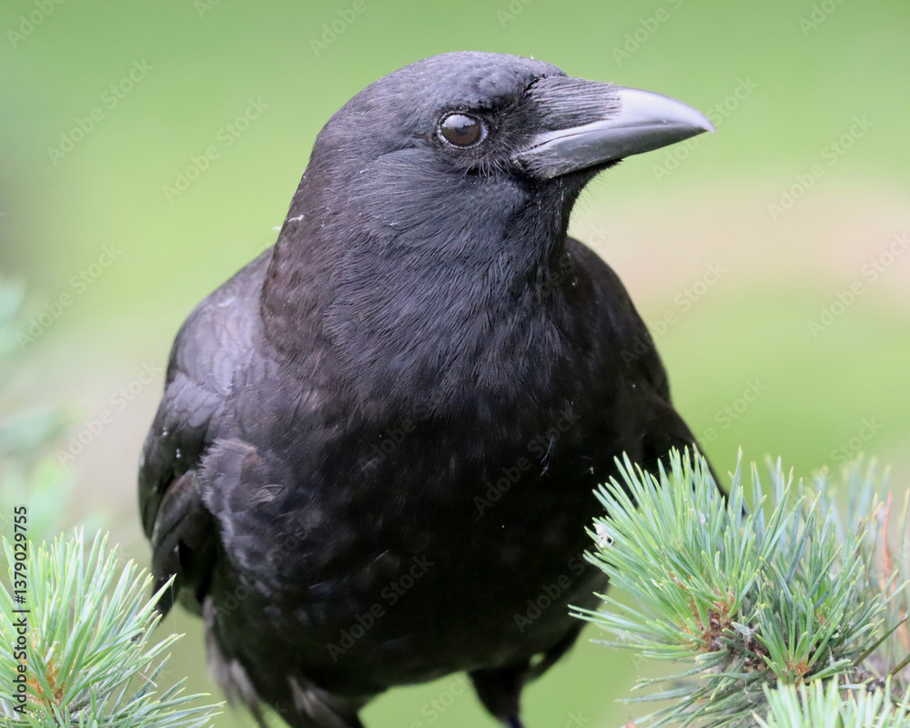 Fototapeta premium American Crow Perched on Evergreen Branches
