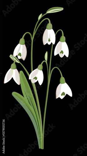 Elegant snowdrop flowers on black background