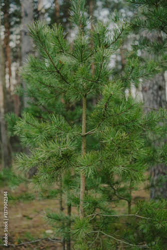 branches and leaves in forest
