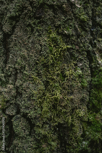Tree branches and textured bark