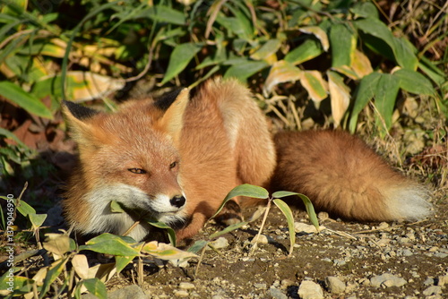 red fox in the bush