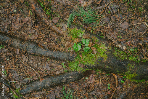 Fallen branches and dry leaves