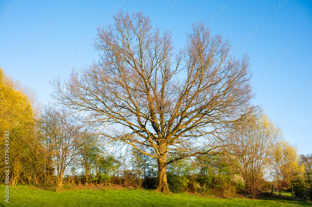 Lonely bare tree with warm evening sunlight in green meadow, Borchtlombeek, Pajottenland, Belgium Lonely bare tree with warm evening sunlight in green meadow, Borchtlombeek, Pajottenland, Belgium