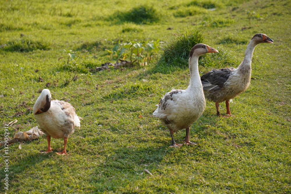Obraz premium Several geese are standing on the grass field, one is preening its feathers