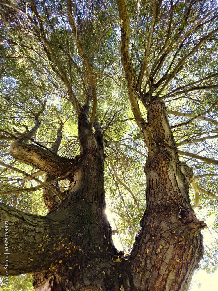 Low angle photographs of trees in an ancient forest Low angle photographs of trees in an ancient forest