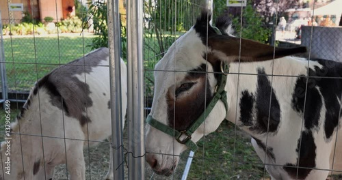 Spotted Donkeys in an Enclosure with Green Halters