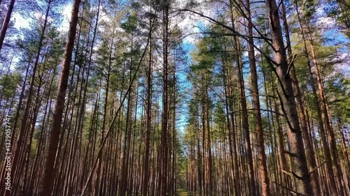 Trees in the forest Latvia. Forest background Latvia. View of Majestic Forest Trees Framed Against a Clear and Bright Blue Sky.