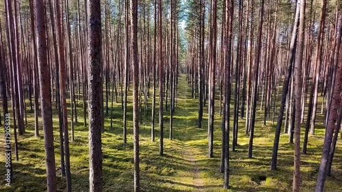 Forest background Latvia. View of Majestic Forest Trees Framed Against a Clear and Bright Blue Sky. Forest road.