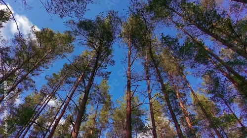 Sky and trees