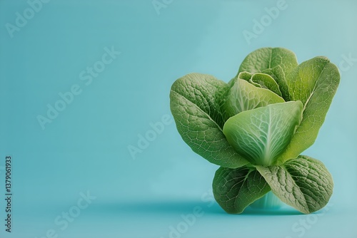 Fresh Green Lettuce on a Vibrant Blue Background Showcasing Natural Beauty an...