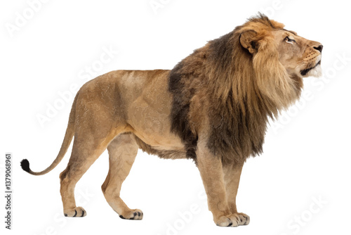 Majestic Lion: A regal lion, bathed in warm light, stands tall. The powerful beast emanates strength and dominance, a true embodiment of the wild, in stunning detail.