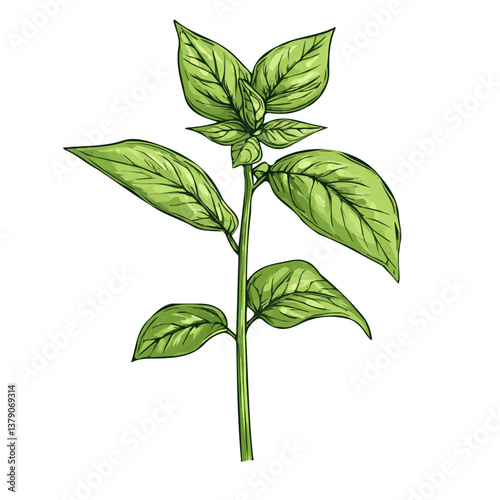 Basil stem minimalist flat illustration, featuring a clean design isolated on a white background.

