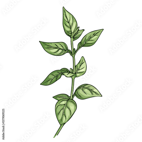 Basil stem minimalist flat illustration, featuring a clean design isolated on a white background.

