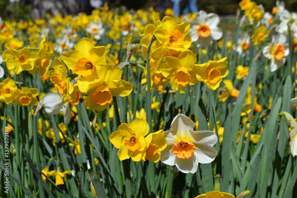 Fototapeta premium Vibrant daffodils in bloom at Madrid botanical garden. Spring flowers in the rays of the sun