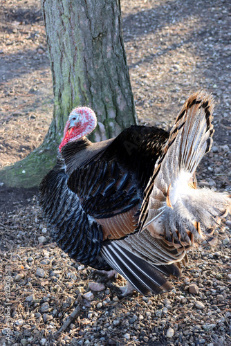 Truthuhn (Meleagris gallopavo), Truthahn photo