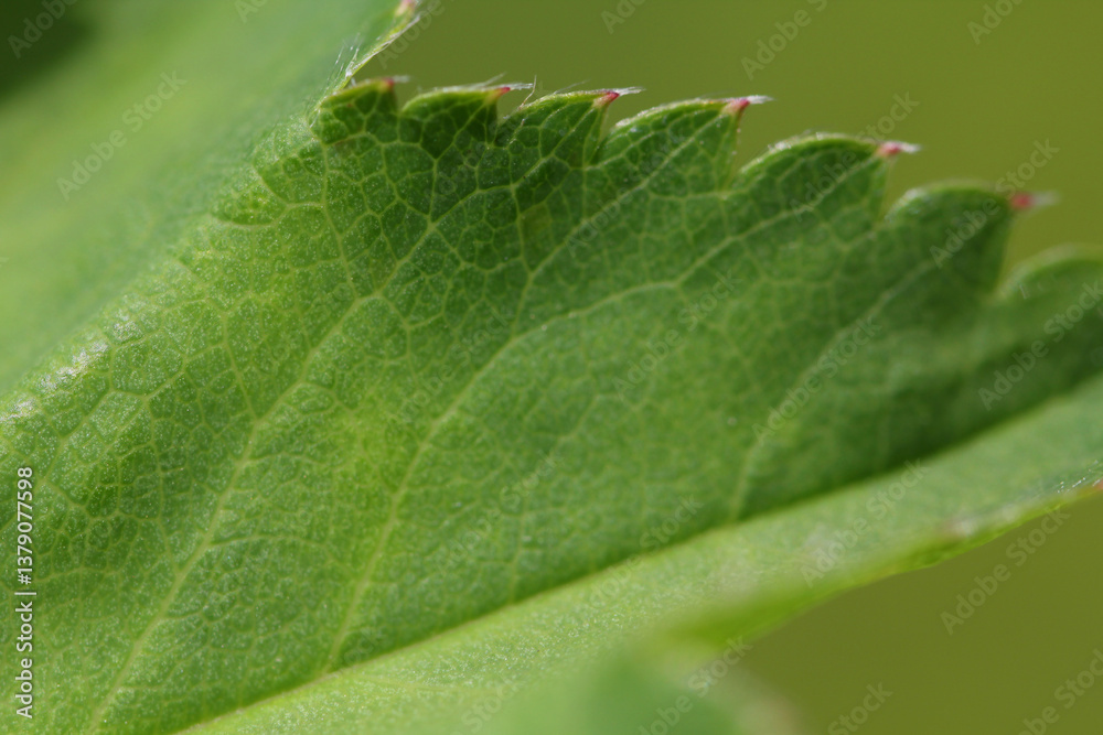 Blooming Lady's mantle ( Alchemilla cf. glabra ), close-up of a green serrate leaf with hairs on the edge Blooming Lady's mantle ( Alchemilla cf. glabra ), close-up of a green serrate leaf with hairs on the edge